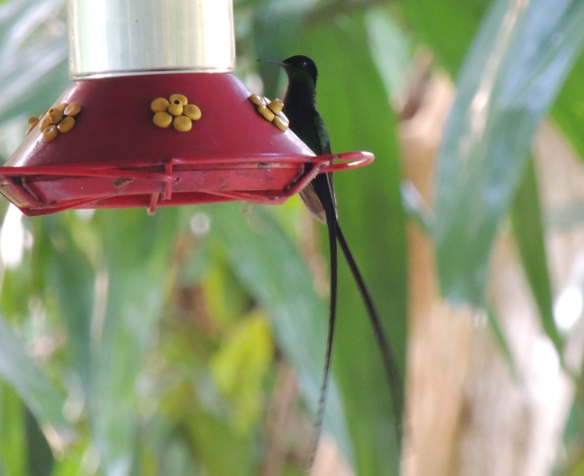 kolibřík černozobý - ML545830591