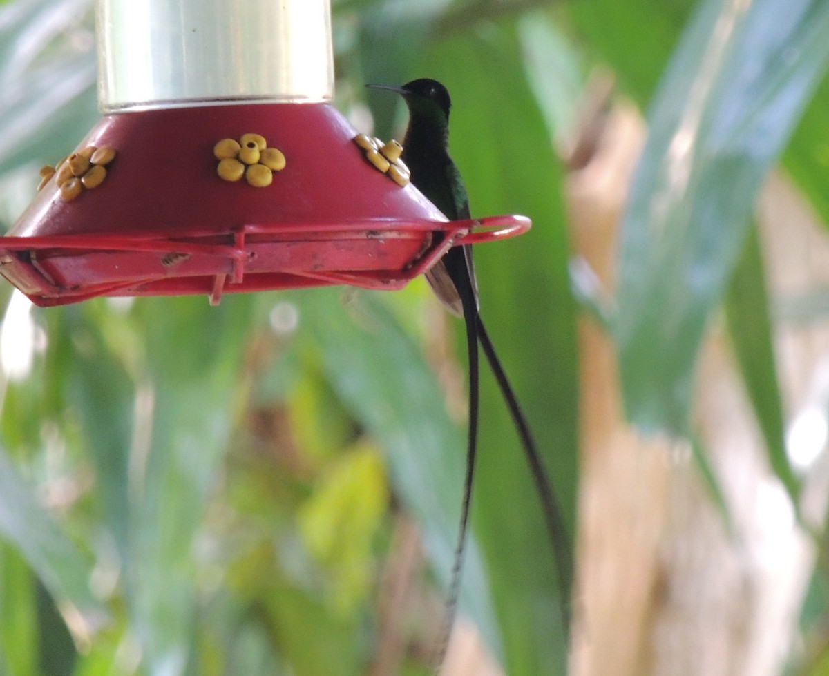 Colibri à bec noir - ML545830591