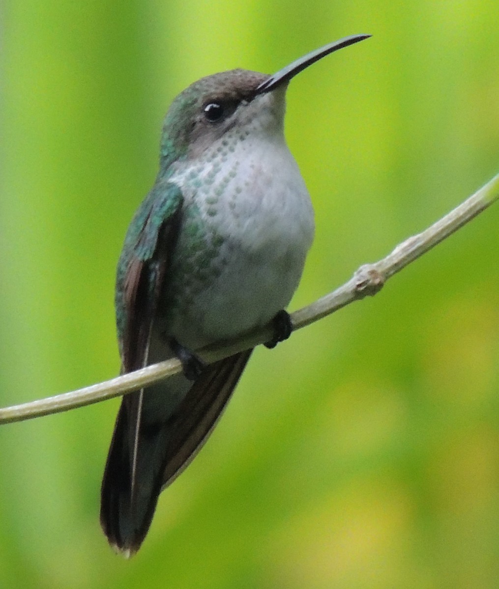 Colibri à bec noir - ML545830601