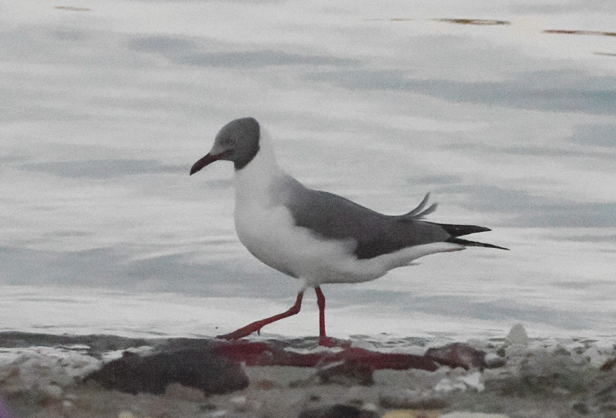 Gray-hooded Gull - ML545831511