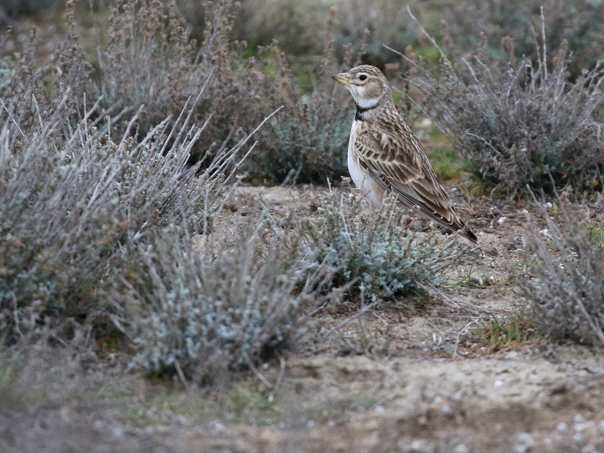 Calandra Lark - ML545831861