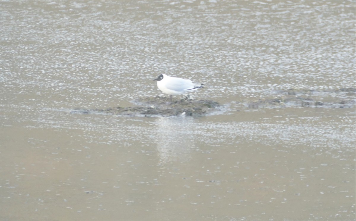 Andean Gull - ML545832601