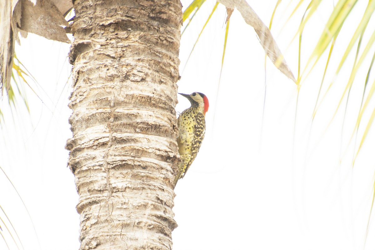 Green-barred Woodpecker - ML545833401