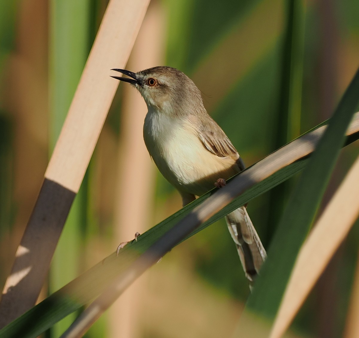 River Prinia - ML545833711