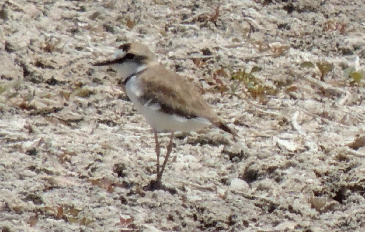 Collared Plover - ML54583471