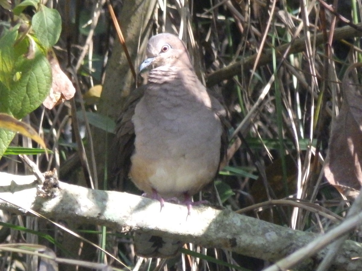 White-tipped Dove - ML545835271