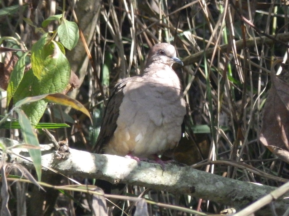 White-tipped Dove - ML545835281