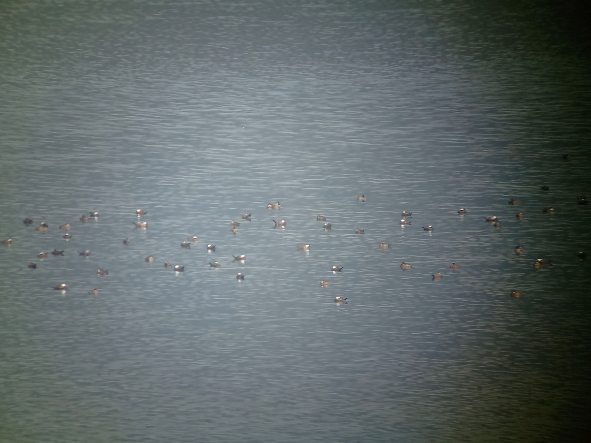 White-headed Duck - ML545835401