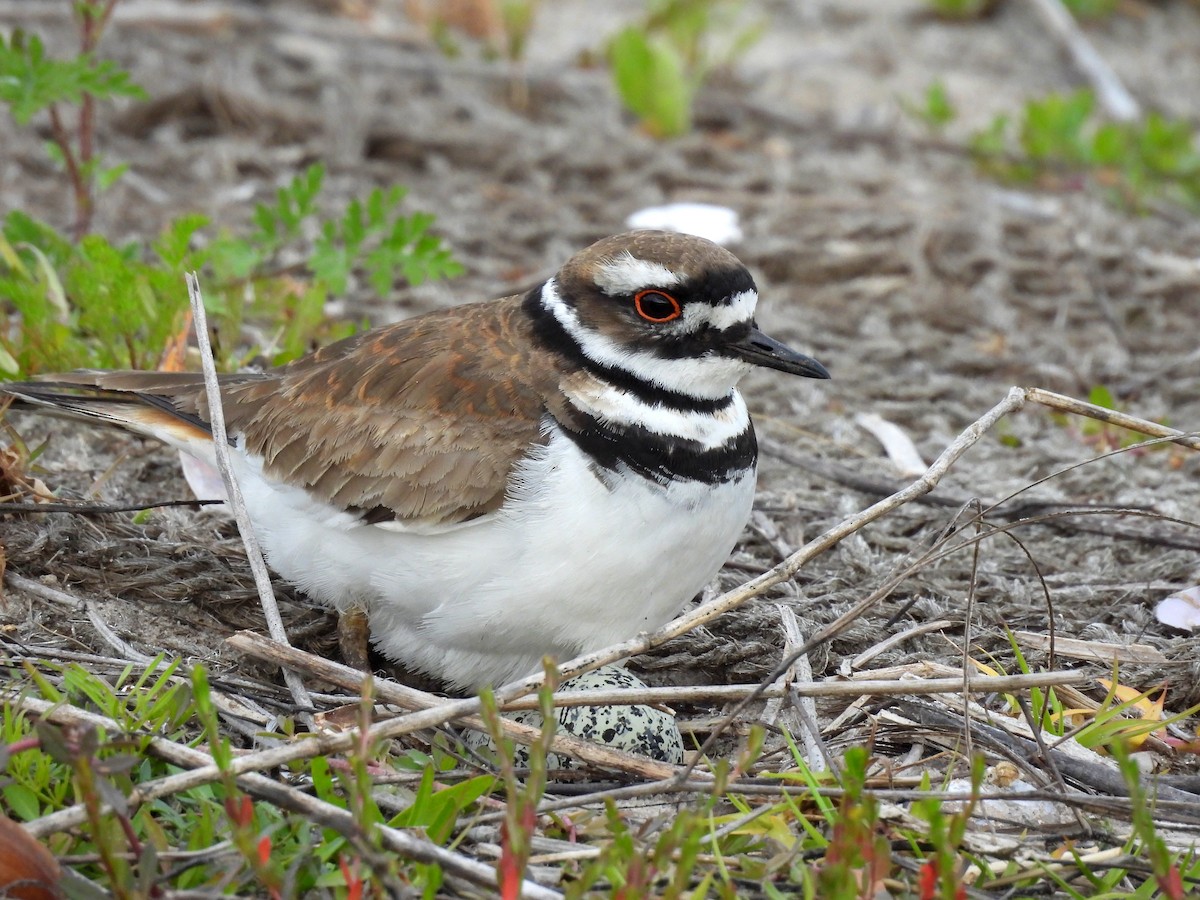 Killdeer - ML545835421