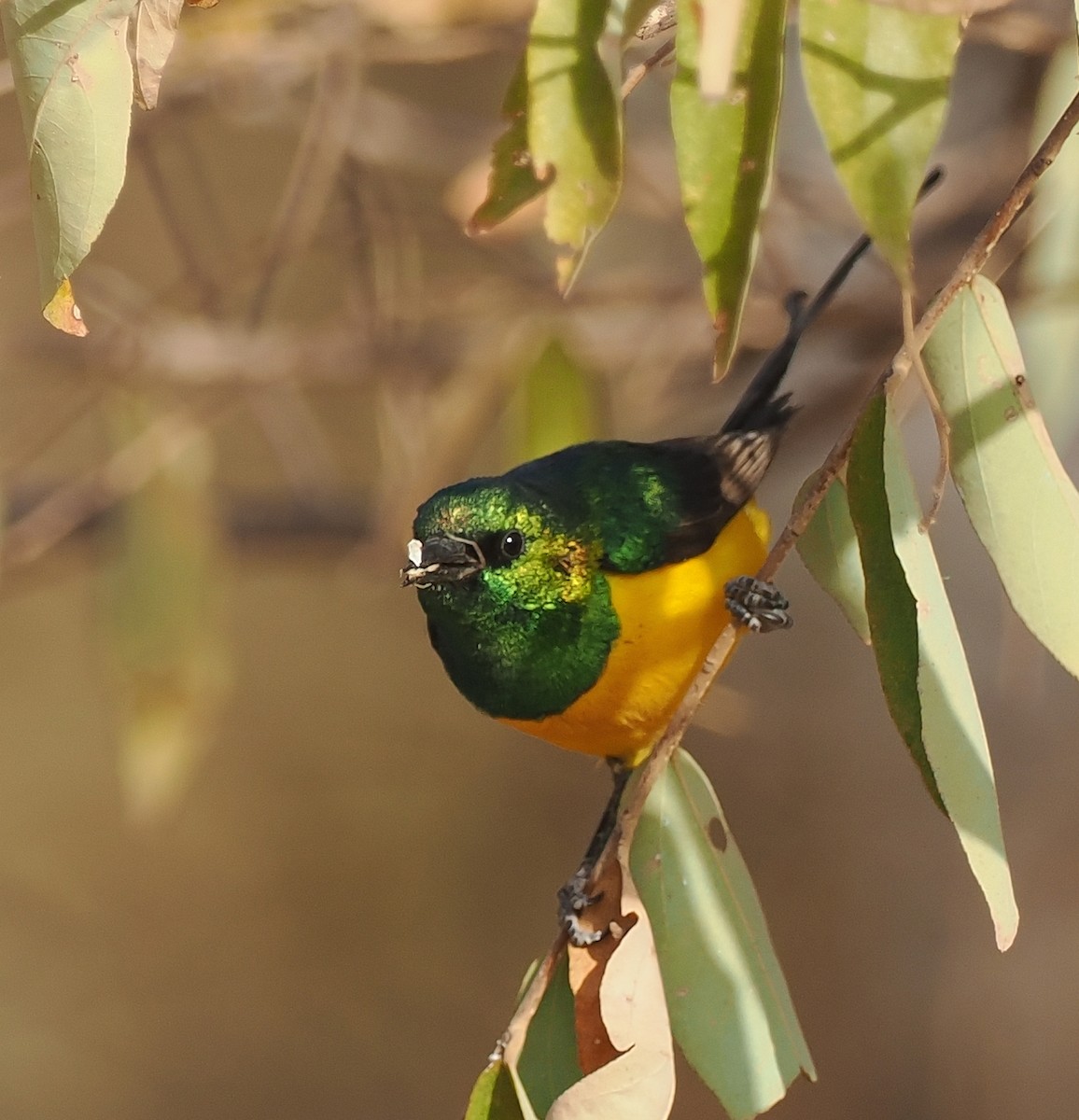 Pygmy Sunbird - Ray O'Reilly