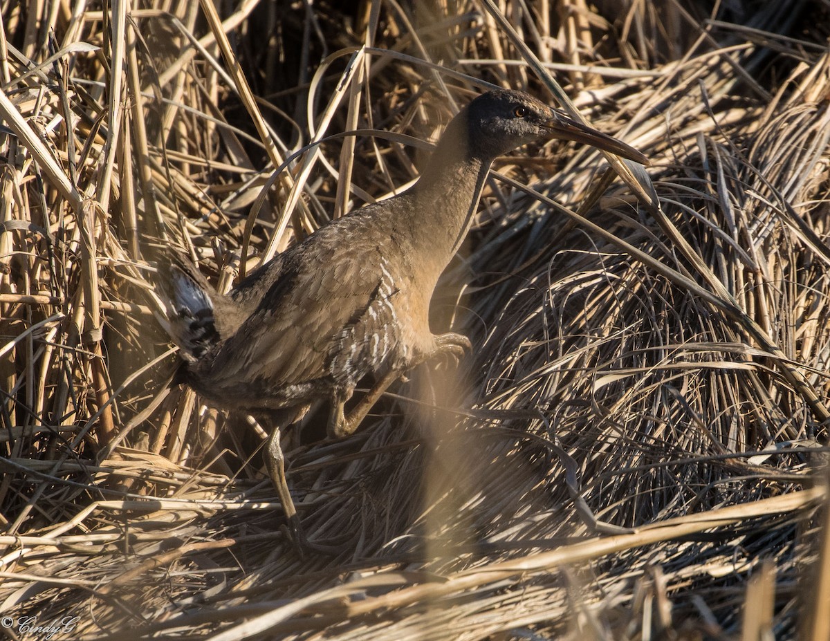 Clapper Rail - ML54583741