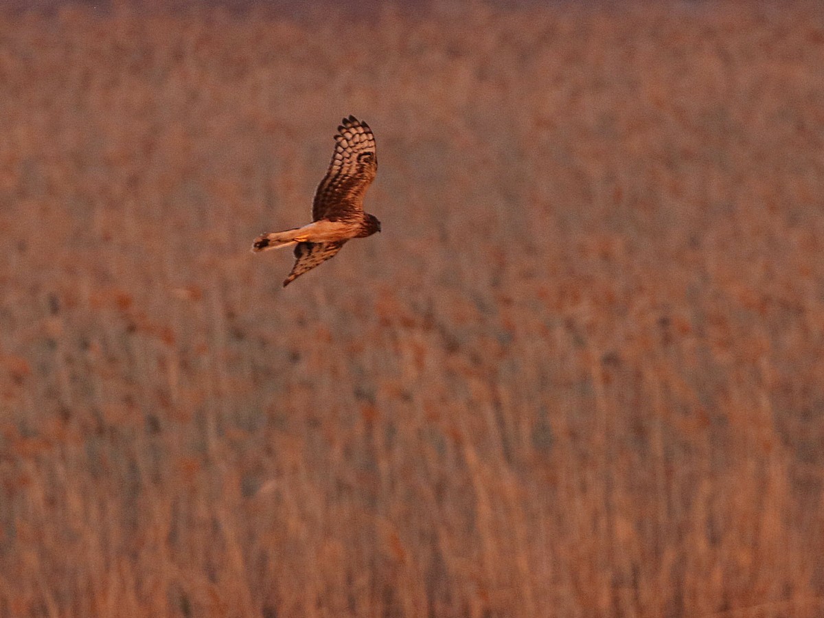 Hen Harrier - ML545837731