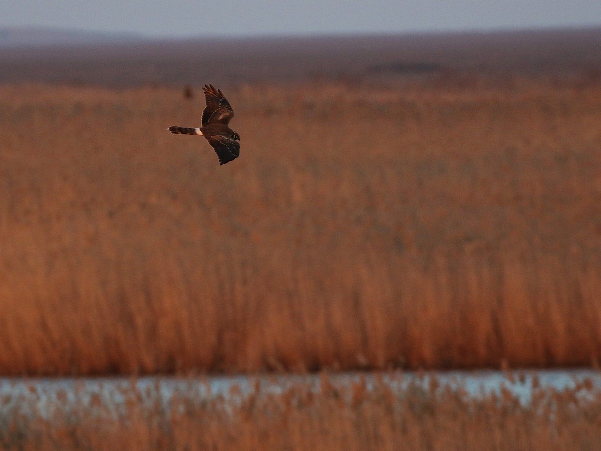 Pallid Harrier - ML545837781