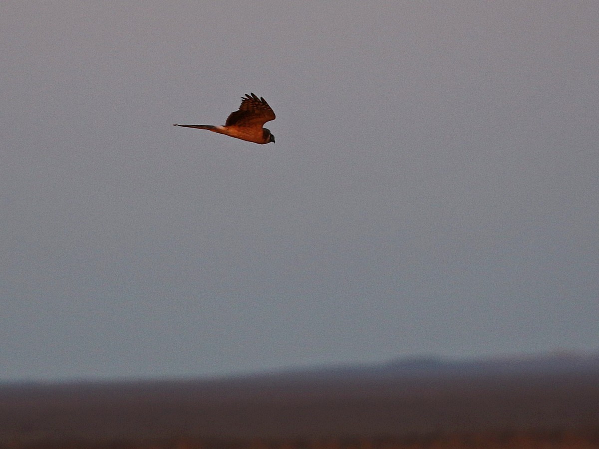 Pallid Harrier - ML545837791