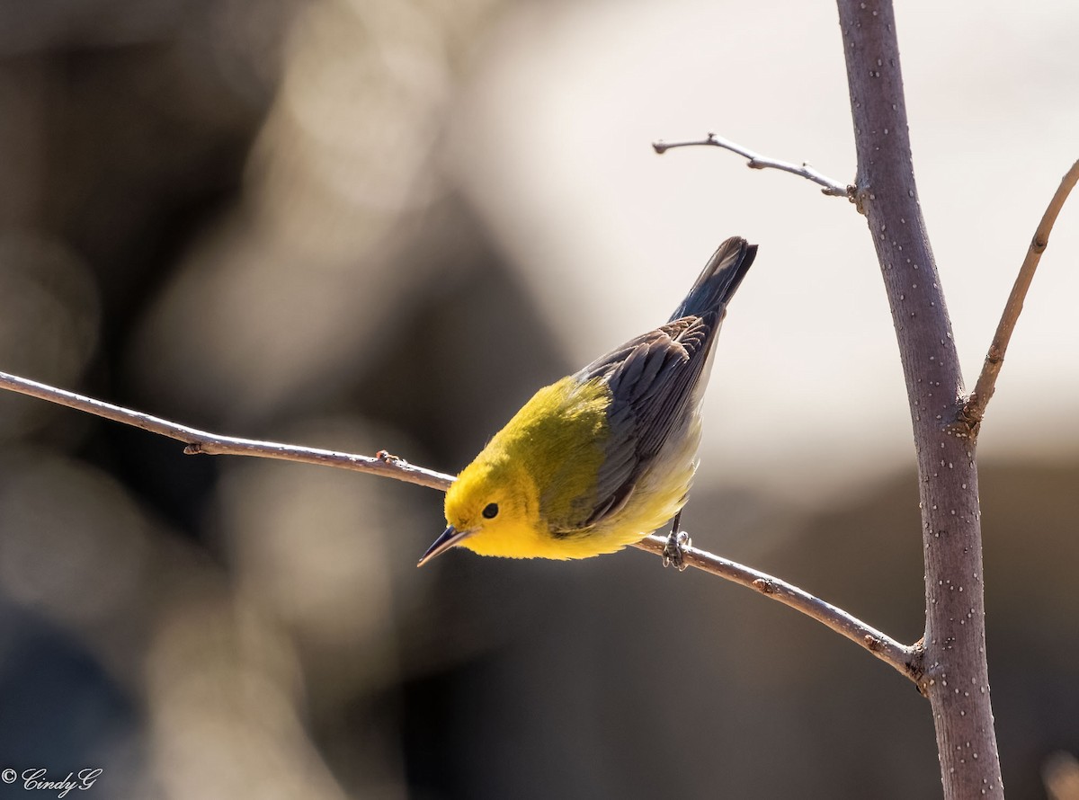 Prothonotary Warbler - ML54583781