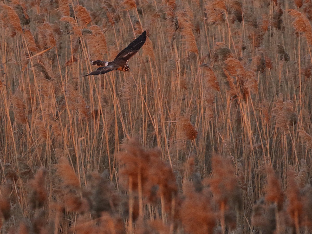 Pallid Harrier - ML545838711