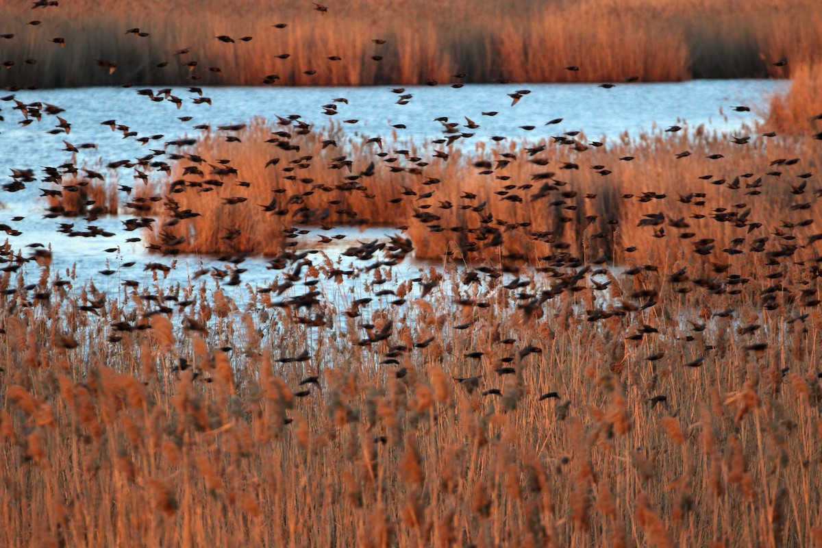 European Starling - ML545838901