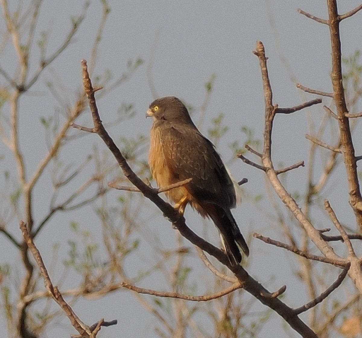 Grasshopper Buzzard - ML545839141