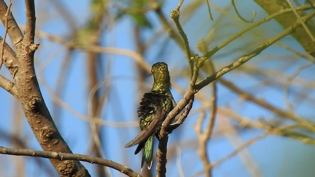 Blaubartkolibri - ML545840171