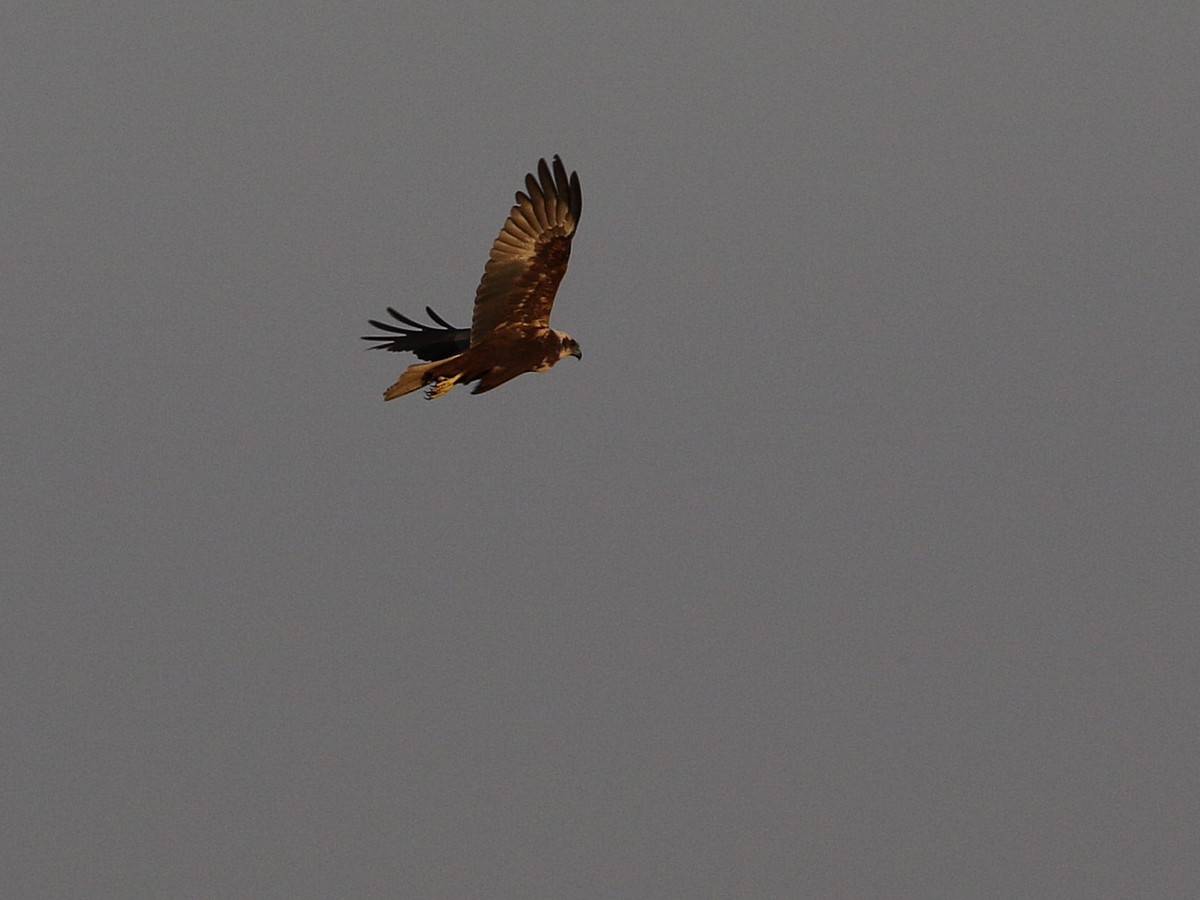 Western Marsh Harrier - ML545841071