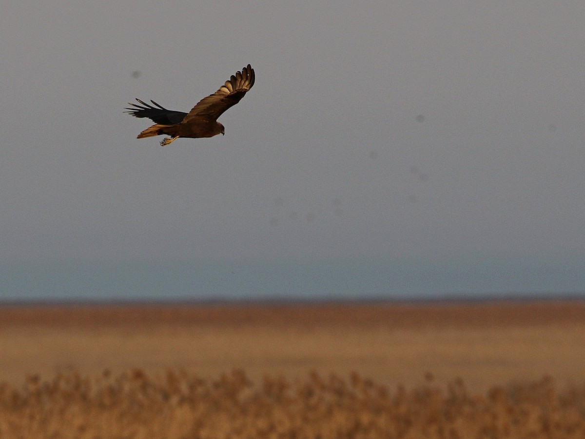 Western Marsh Harrier - ML545841101