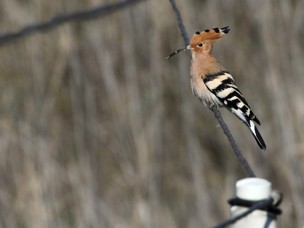 Eurasian Hoopoe - ML545841401