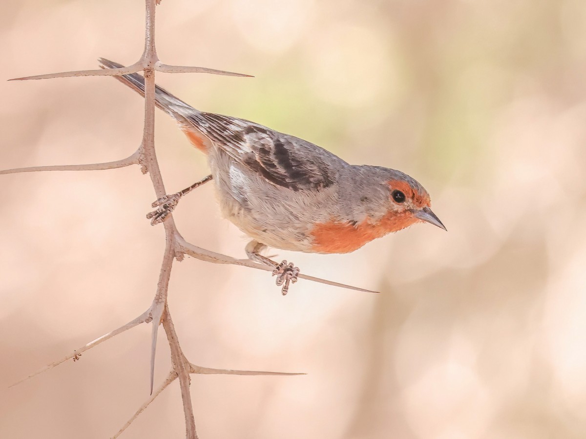 Tamarugo Conebill - Conirostrum tamarugense - Birds of the World - 