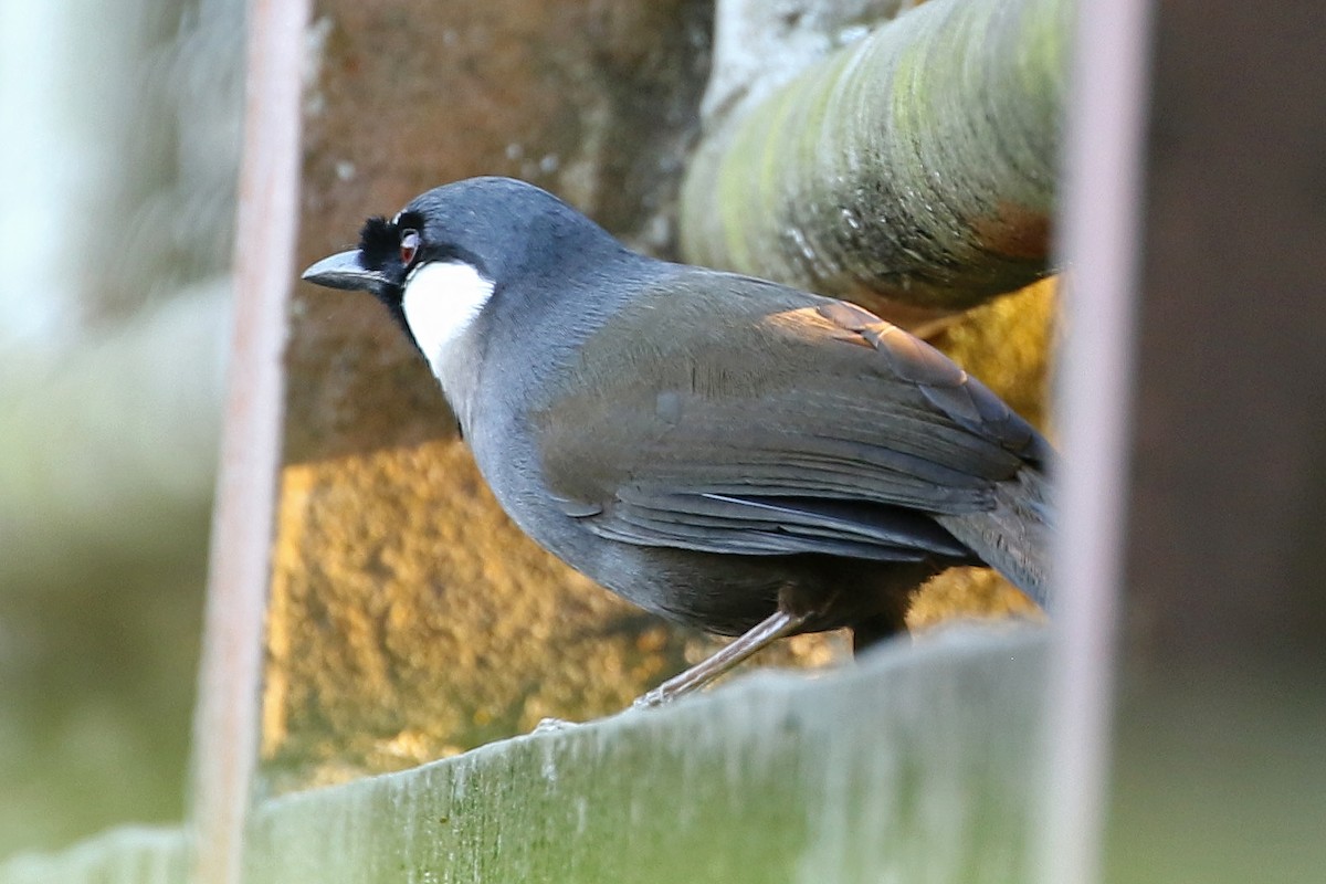 Black-throated Laughingthrush (Black-throated) - Jeffrey Offermann