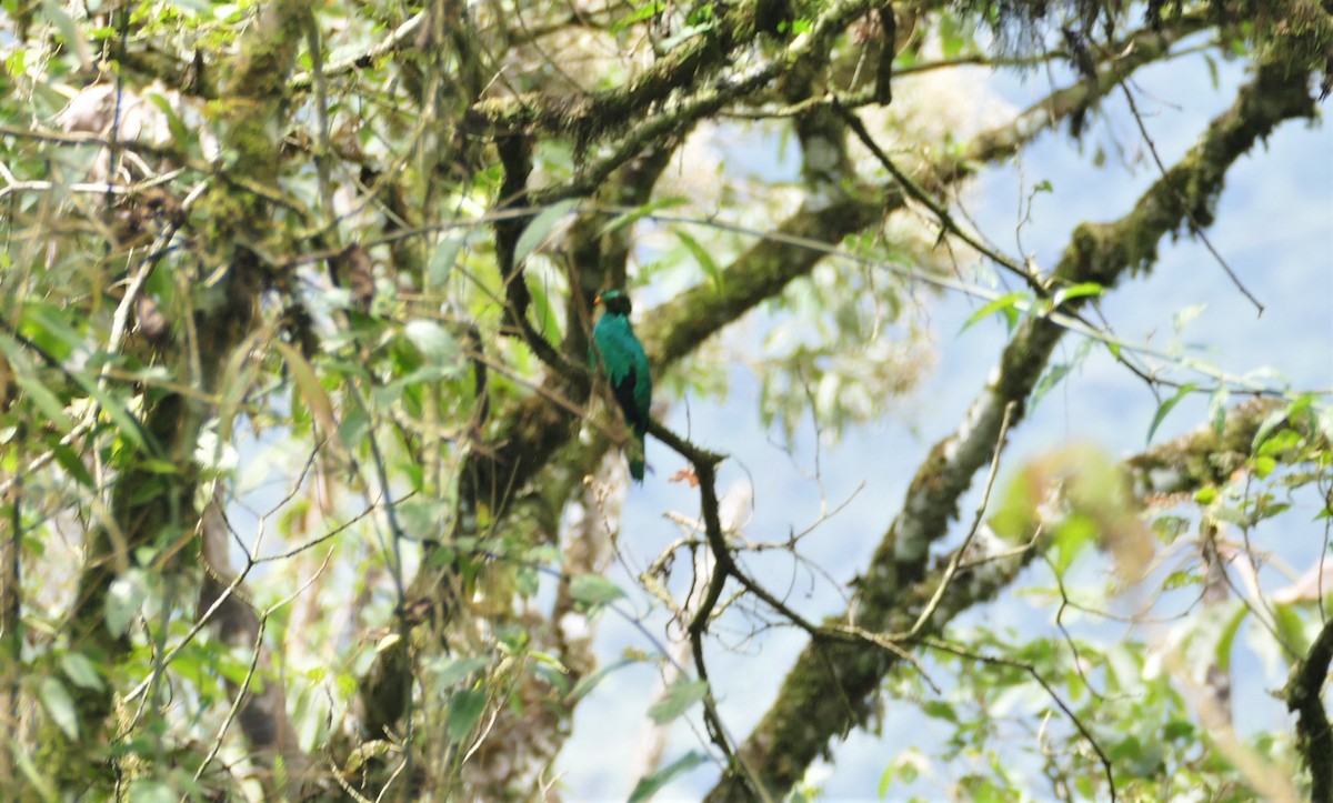 Crested Quetzal - ML545843831