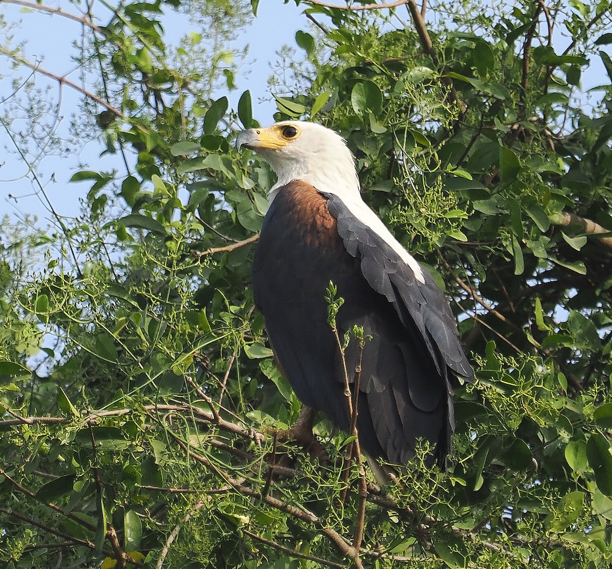 African Fish-Eagle - ML545844141