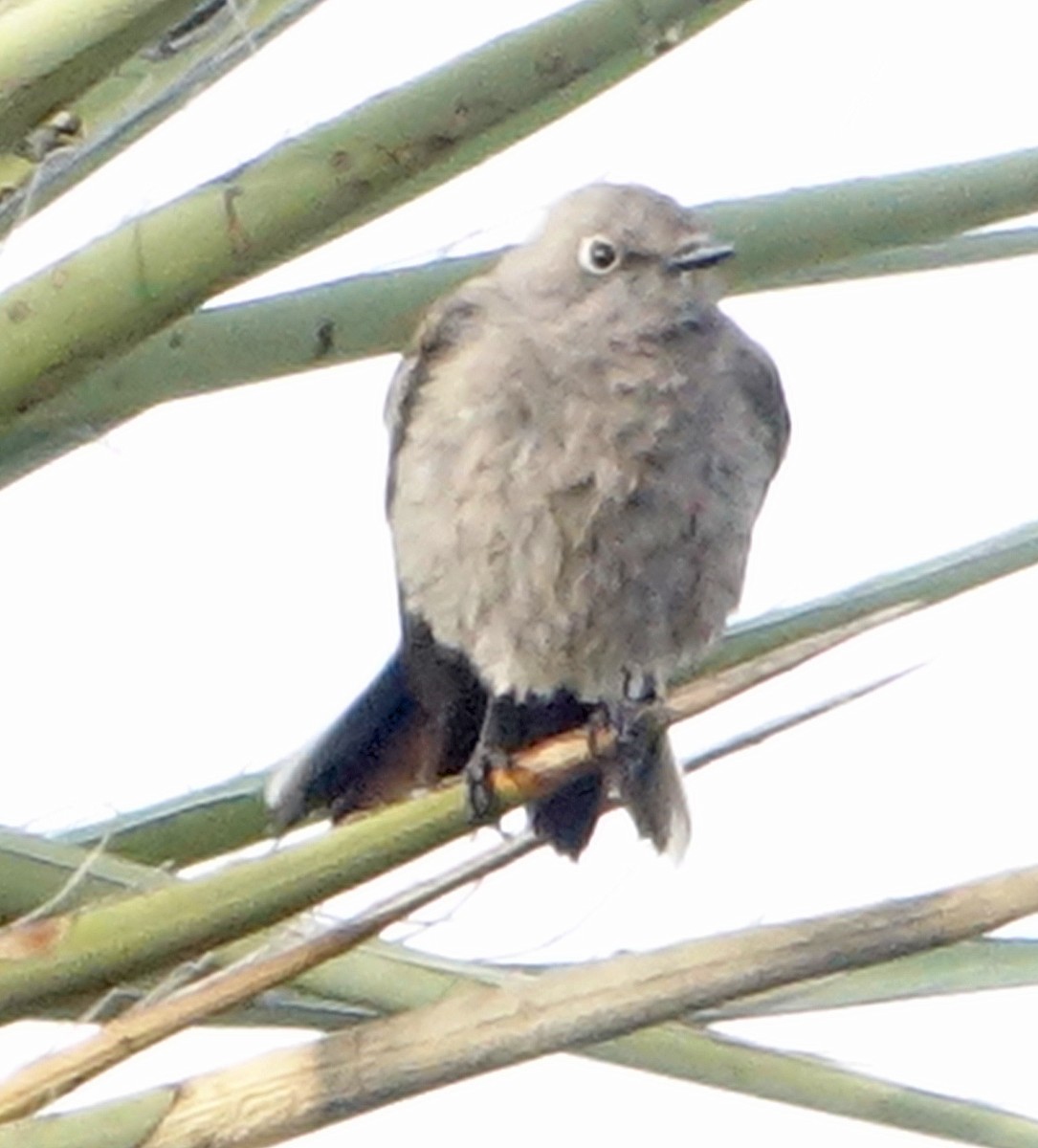 Townsend's Solitaire - ML545845181