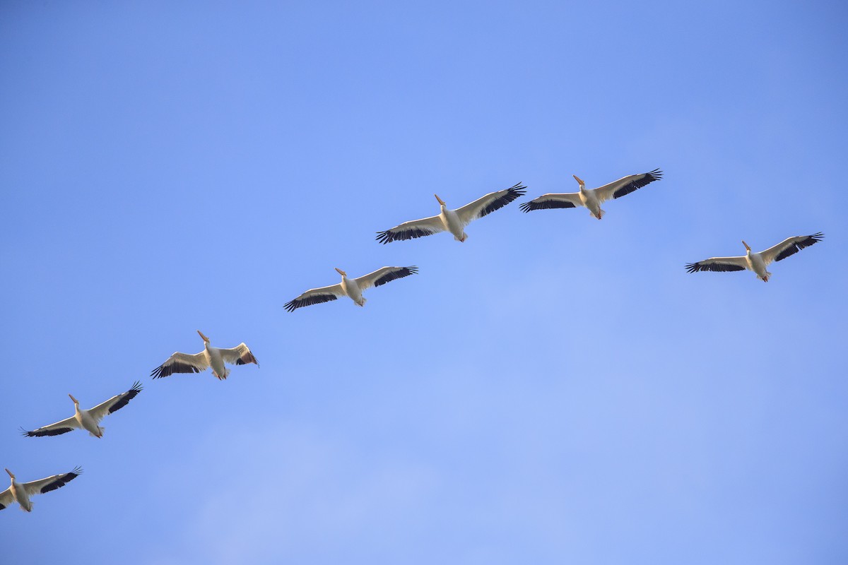 American White Pelican - Michael Stubblefield