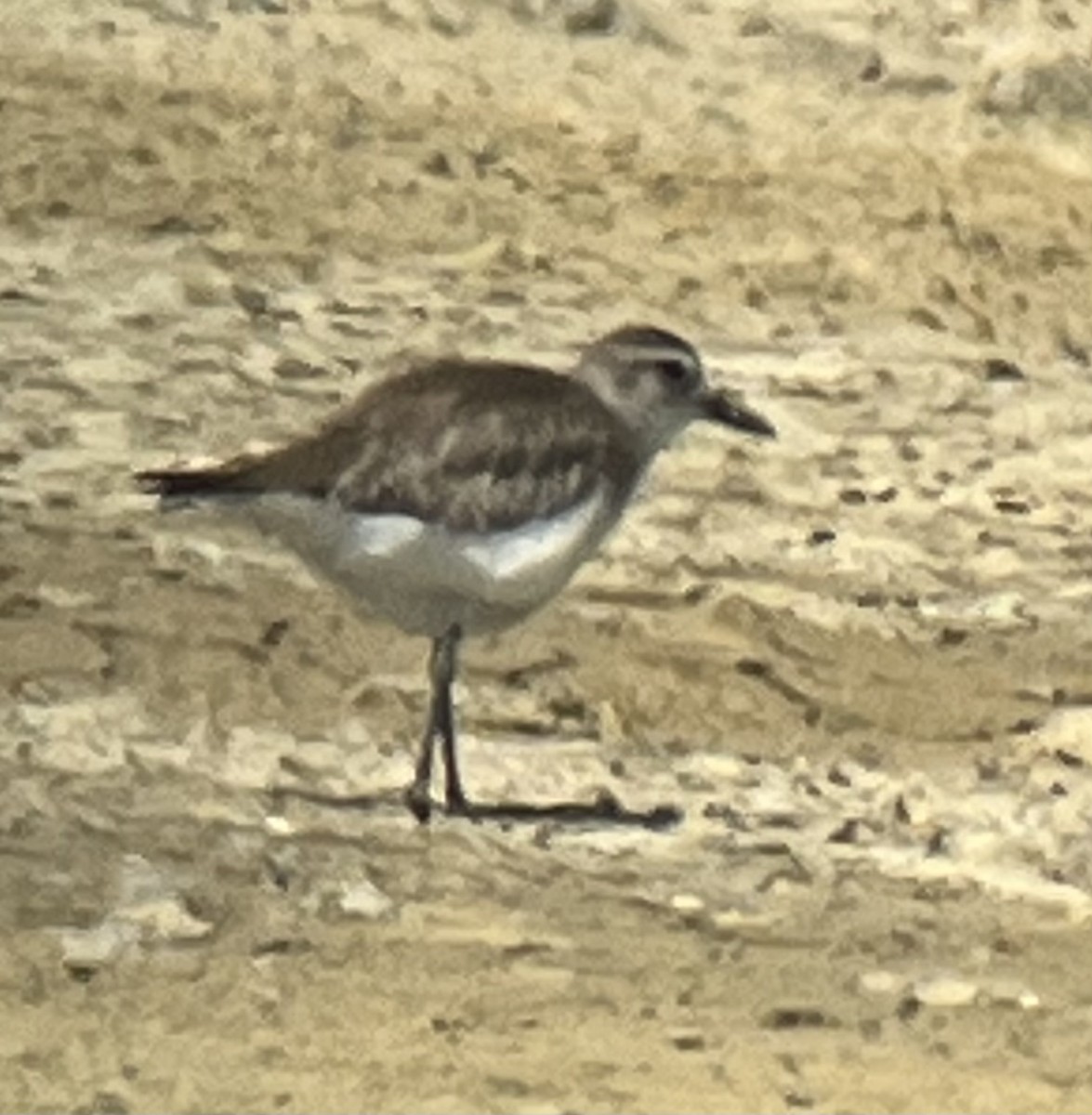 Black-bellied Plover - Katie Rice