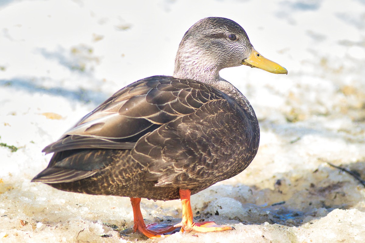 American Black Duck - ML545847541