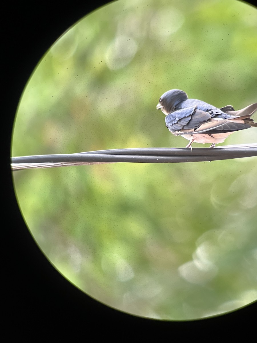 Golondrina Pechigrís - ML545847911