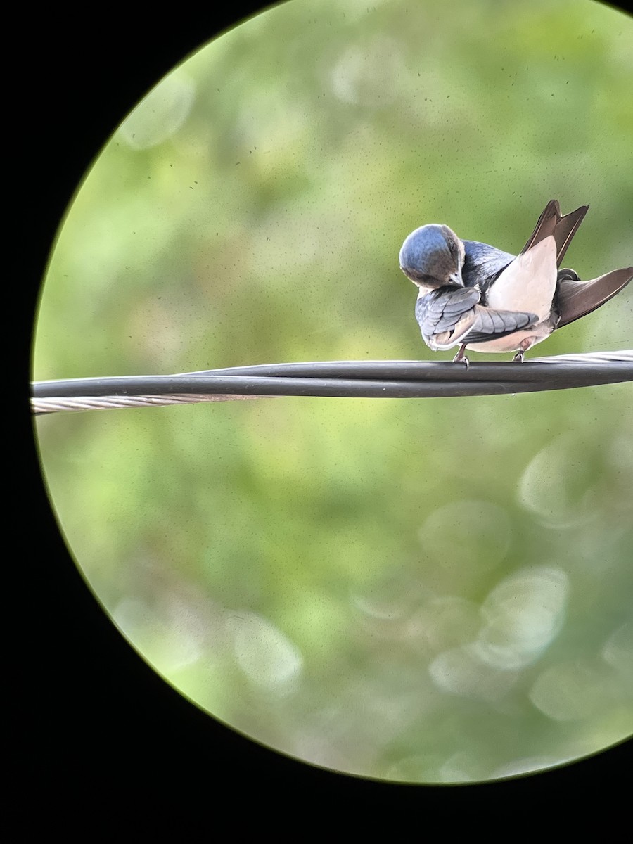 Hirondelle chalybée - ML545847921