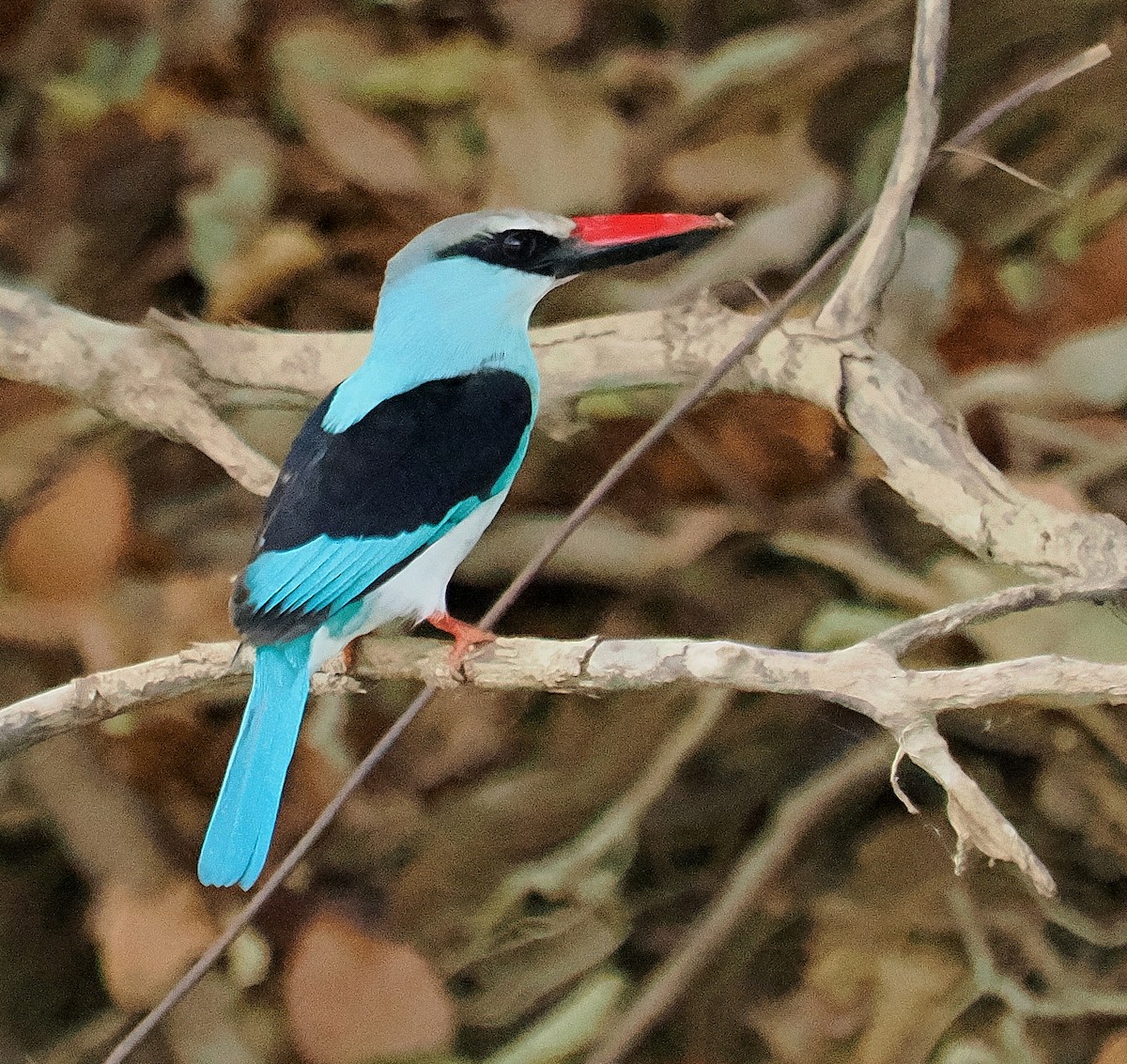 Blue-breasted Kingfisher - ML545849351