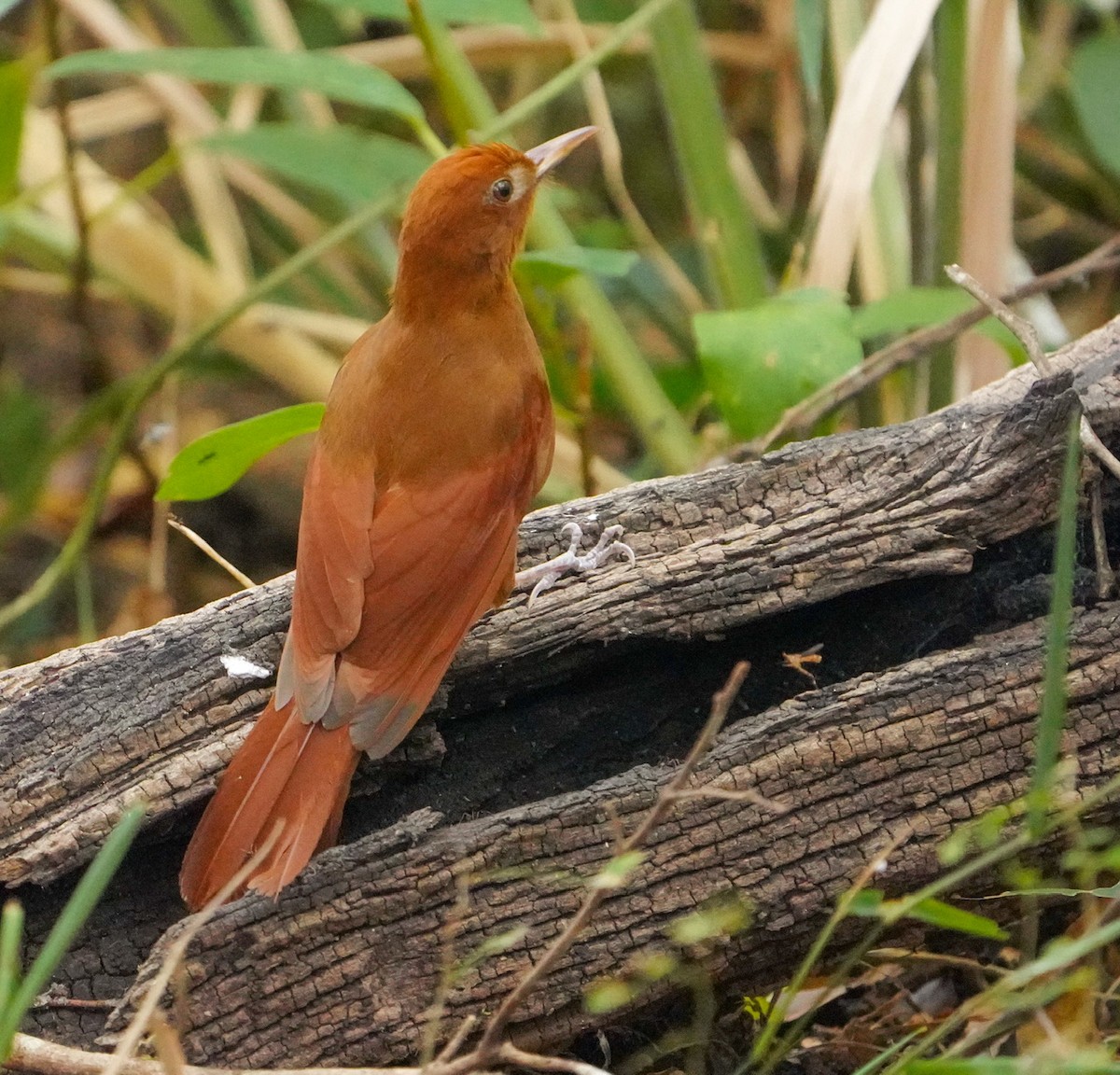 Ruddy Woodcreeper - ML545849681