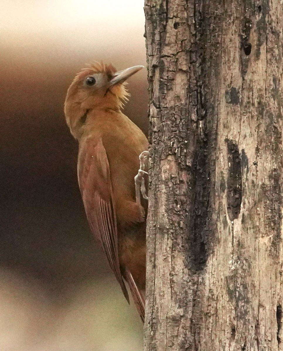 Ruddy Woodcreeper - ML545849691