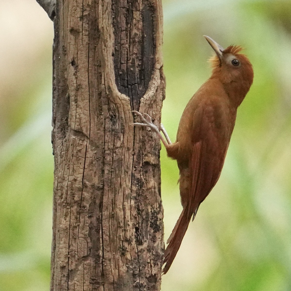 Ruddy Woodcreeper - ML545849701