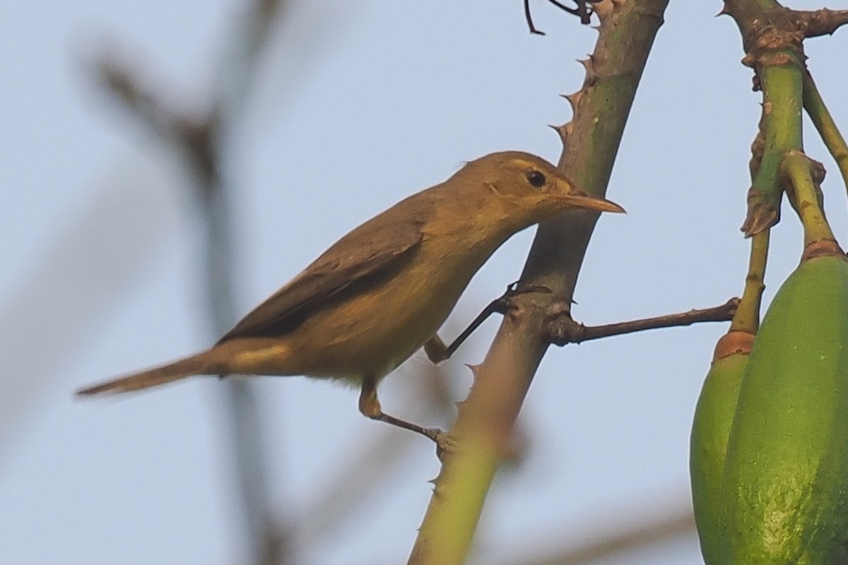 Melodious Warbler - ML545850131