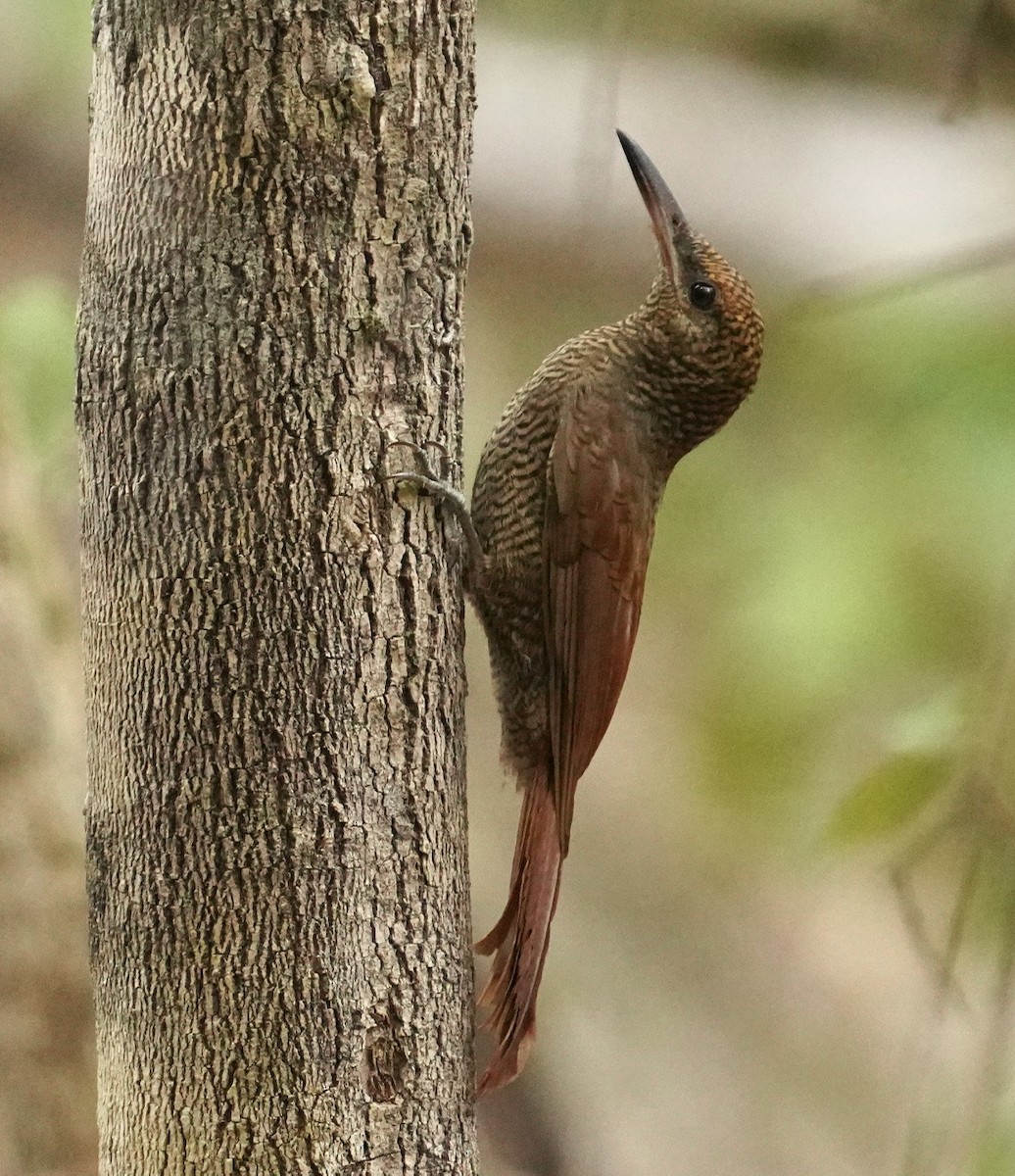 Northern Barred-Woodcreeper - ML545850421