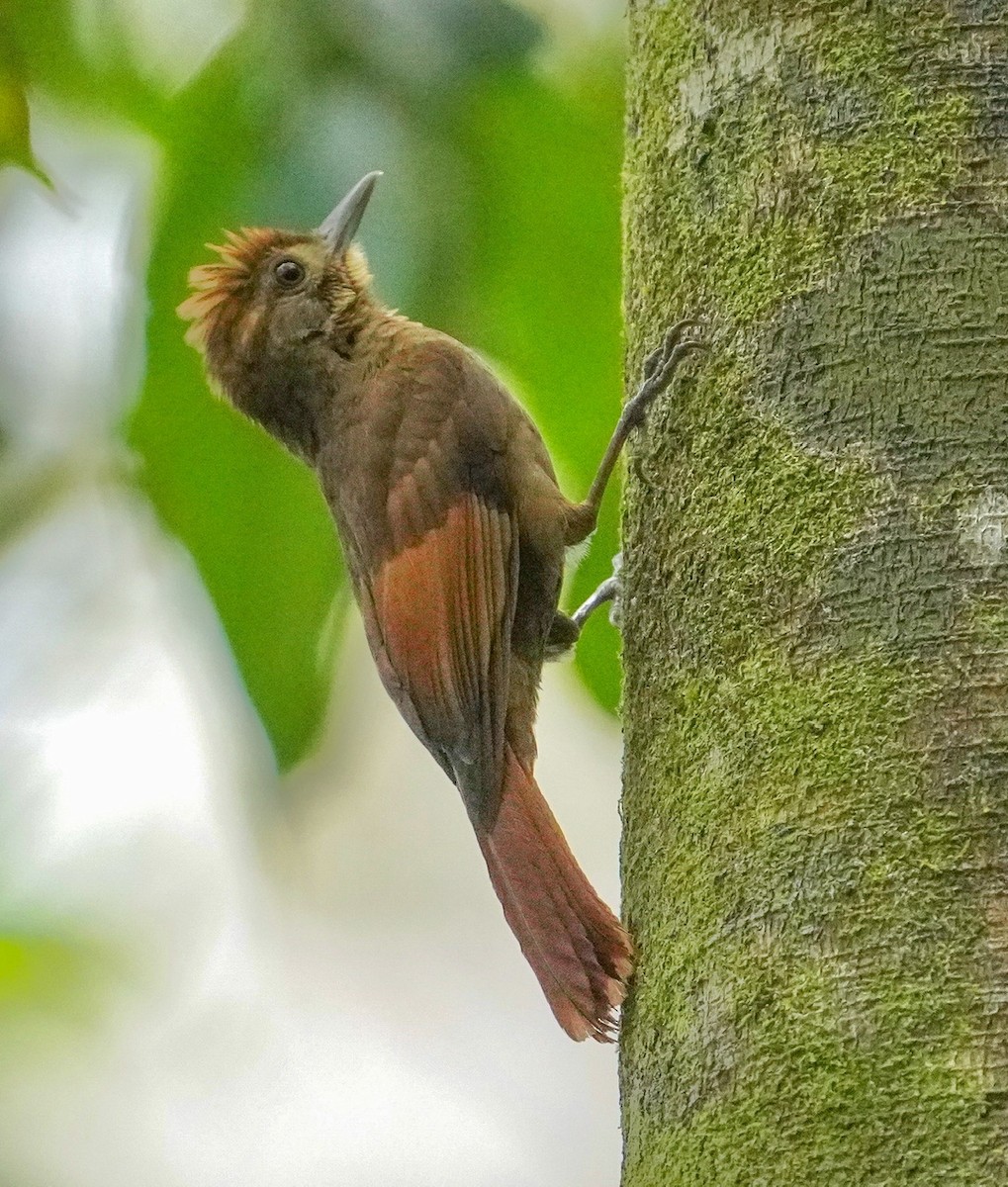 Tawny-winged Woodcreeper - Cliff Halverson