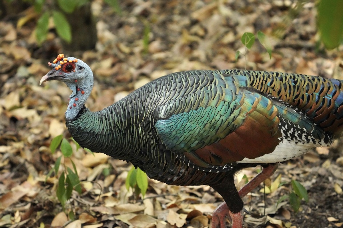 Ocellated Turkey - ML545851201