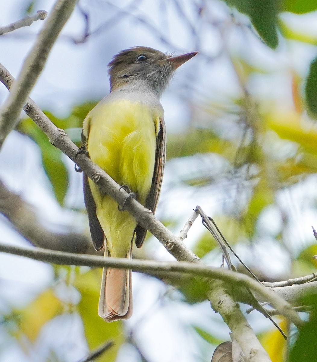 Yucatan Flycatcher - ML545851551