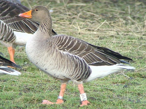Graylag Goose (European) - ML545852321