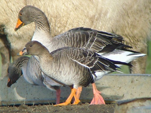 Tundra Bean-Goose - ML545852361