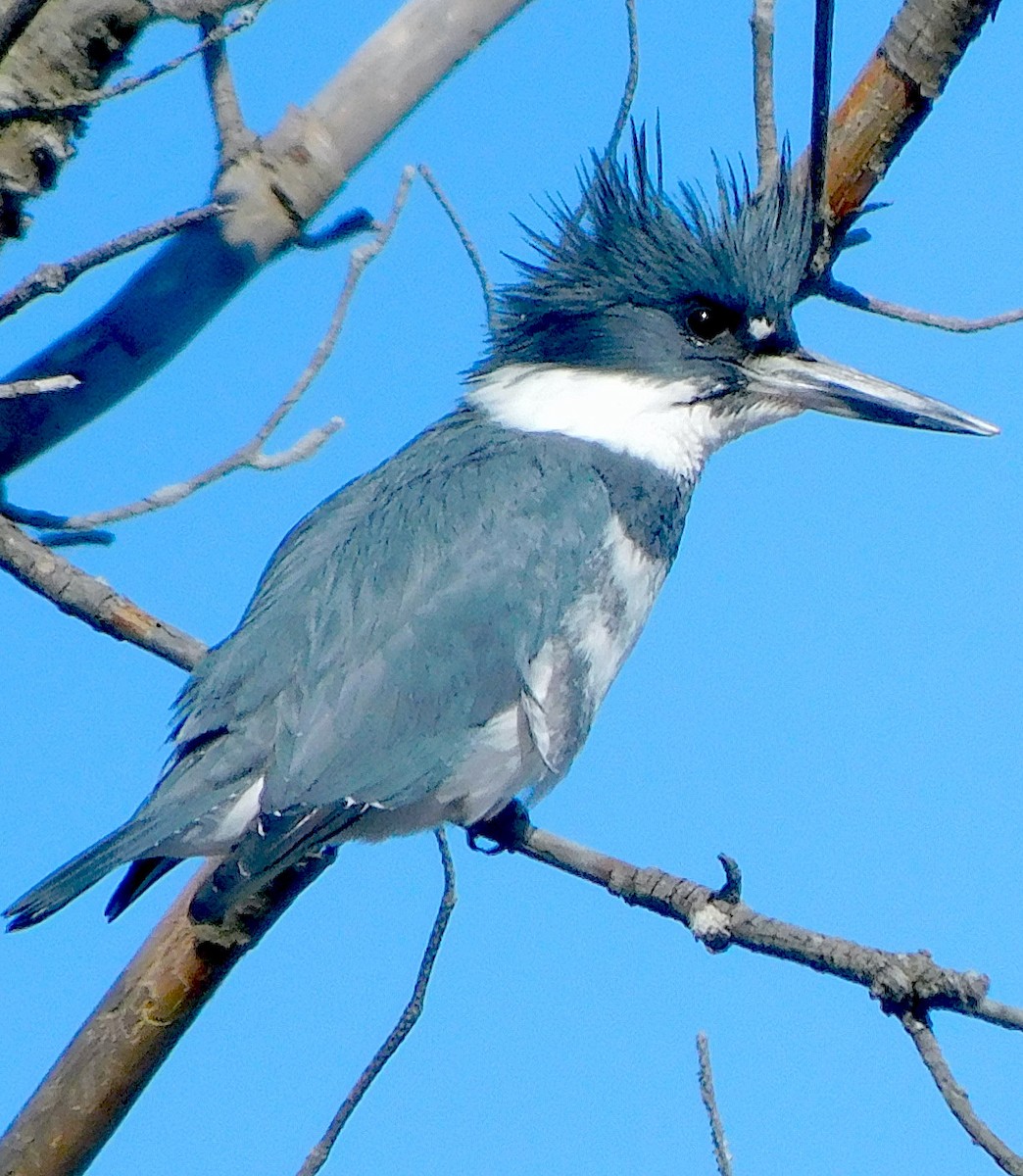 Belted Kingfisher - ML545853061