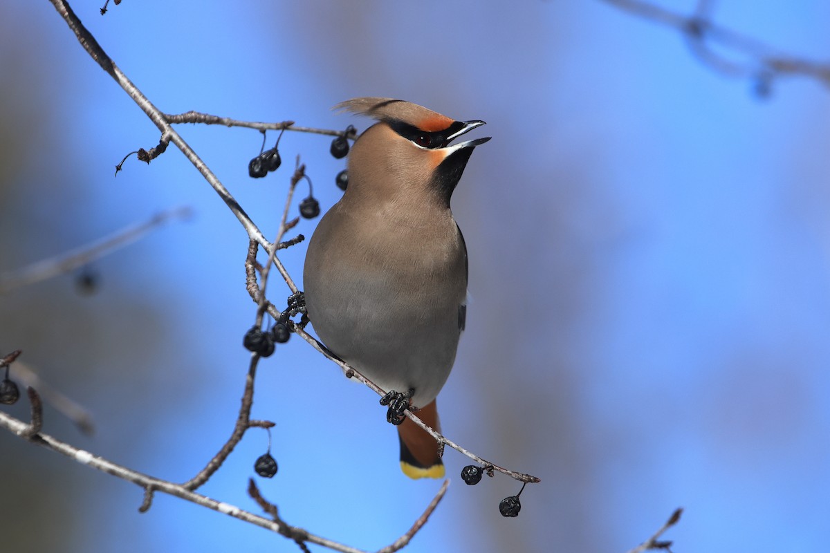 Bohemian Waxwing - ML545853831