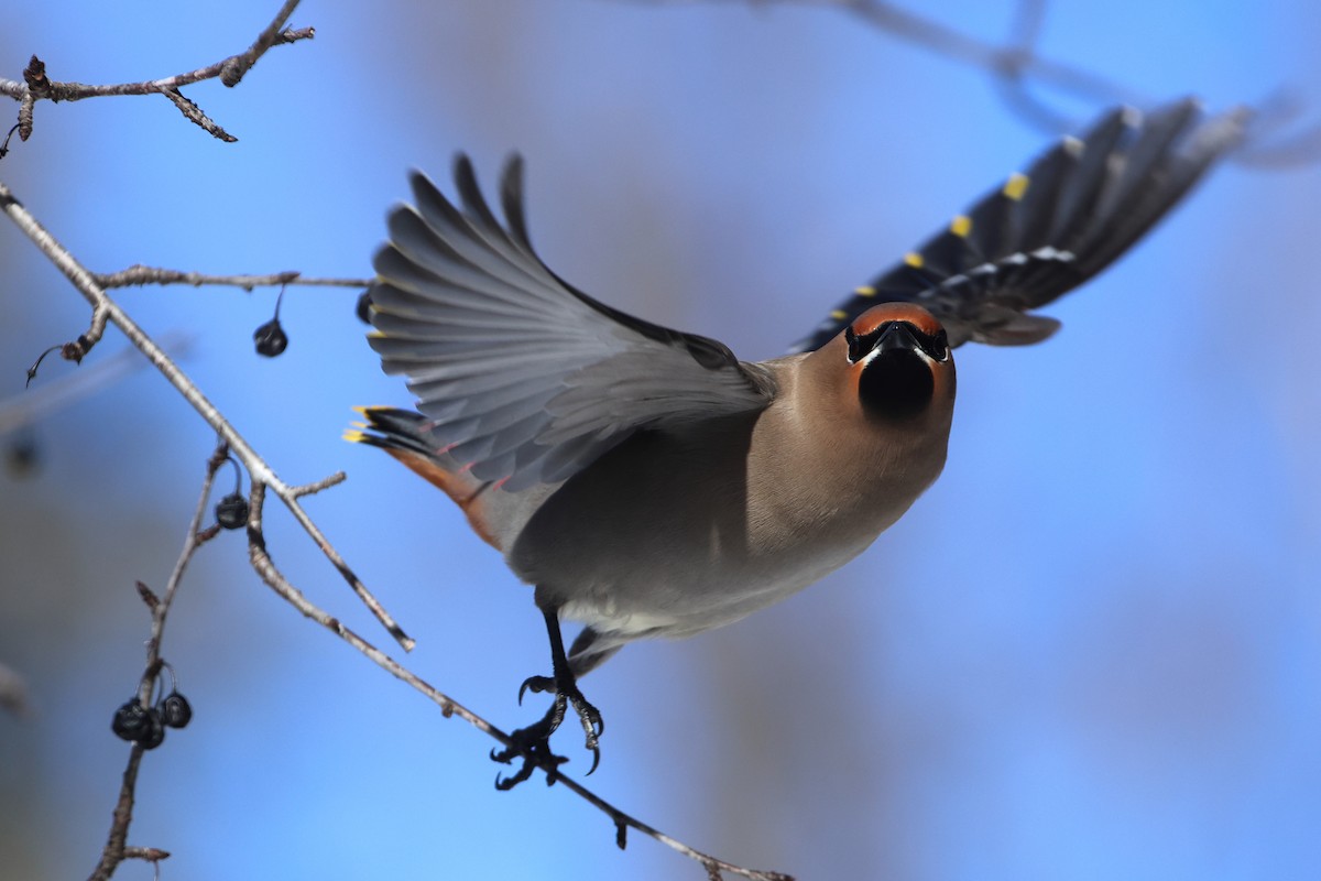 Bohemian Waxwing - ML545853841